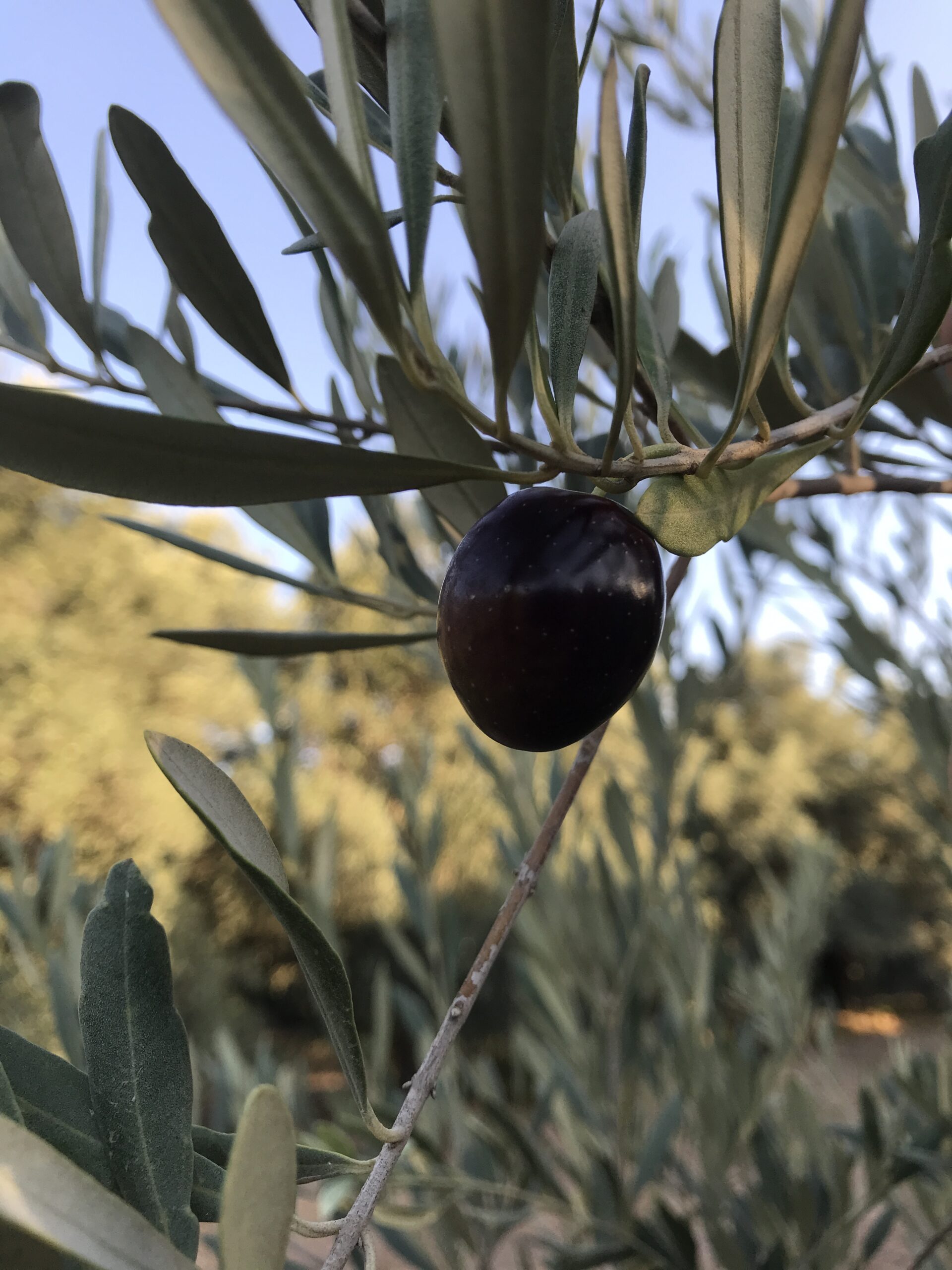 روغن زیتون فوق ممتاز آربیکن طارم(1L) - Image 2