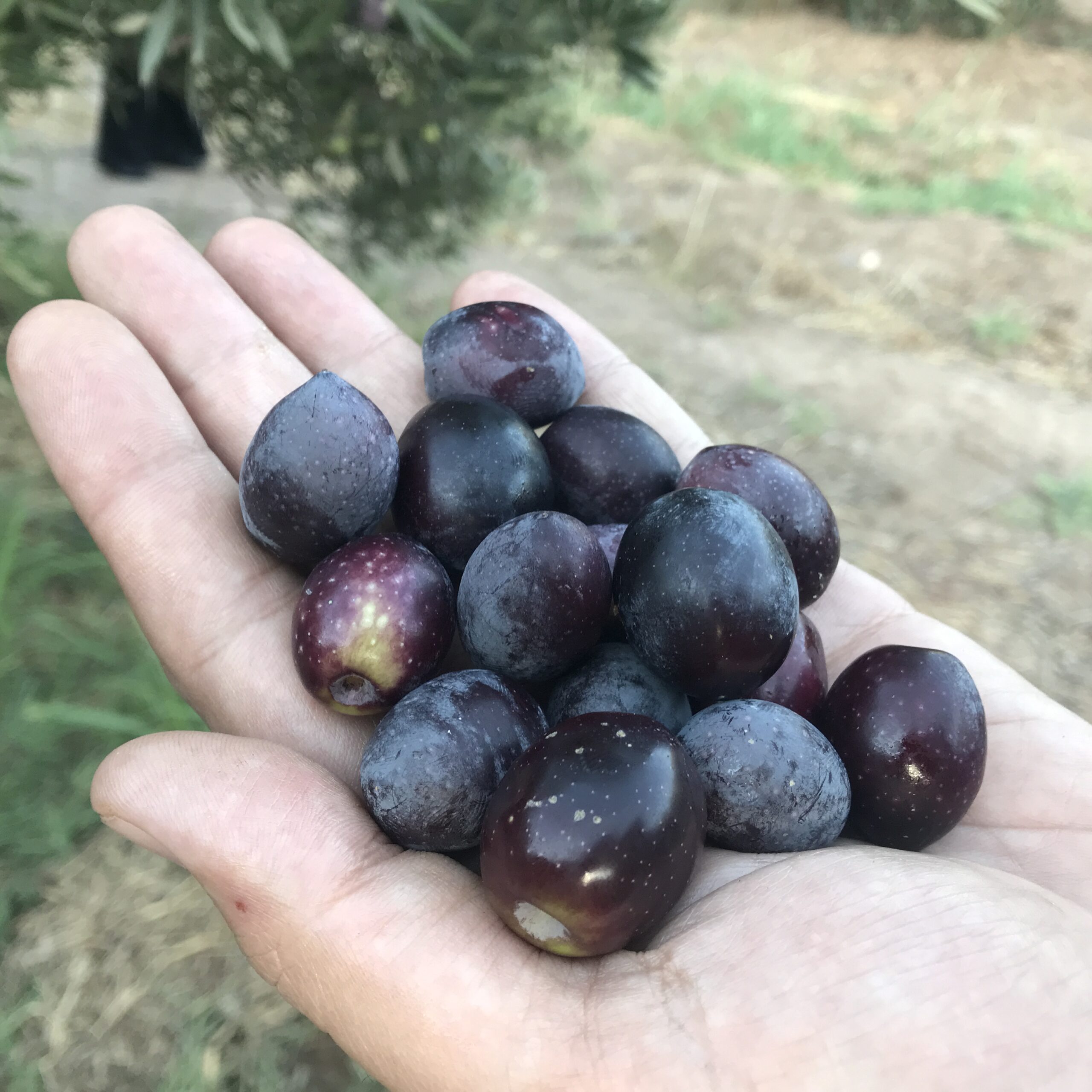 روغن زیتون فوق ممتاز آربیکن طارم(1L) - Image 3